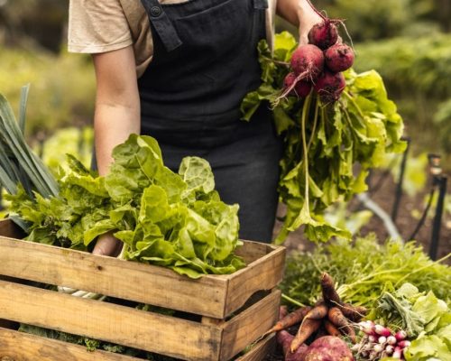 ortaggi-cosa-sono-differenze-con-le-verdure-classificazione-benefici-1280x720